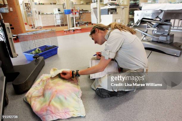 Veterinarian Dr Amber Gillett checks the condition of an injured koala at The Australian Wildlife Hospital, the largest wildlife hospital in the...