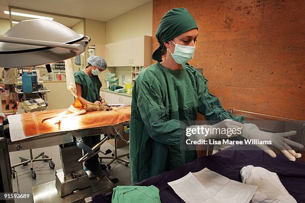 Veterinarian Dr Amber Gillett performs surgery on an injured joey kangaroo at The Australian Wildlife Hospital,the first surgery in the new facility...