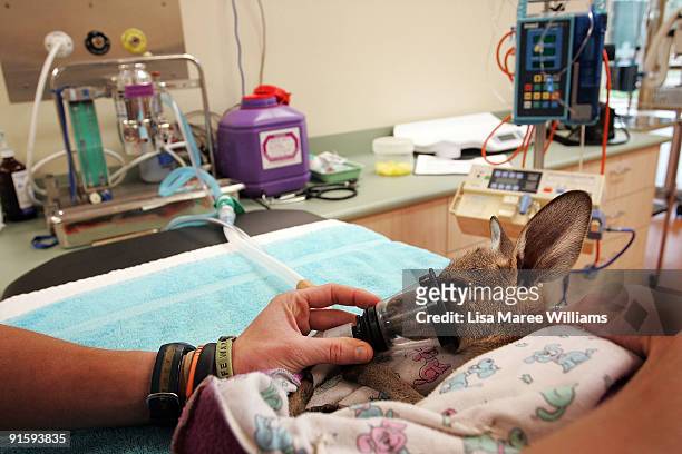 Veterinarian Dr Amber Gillett prepares an injured joey kangaroo for surgery at The Australian Wildlife Hospital, the largest wildlife hospital in the...