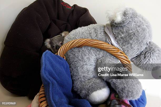 Joey koala clutches a fake substitute mother at The Australian Wildlife Hospital, the largest wildlife hospital in the world, on September 15, 2008...