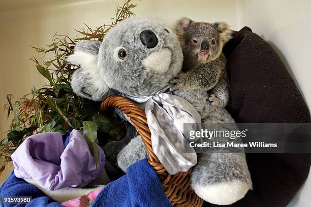 Joey koala clutches a fake substitute mother at The Australian Wildlife Hospital, the largest wildlife hospital in the world, on September 15, 2008...