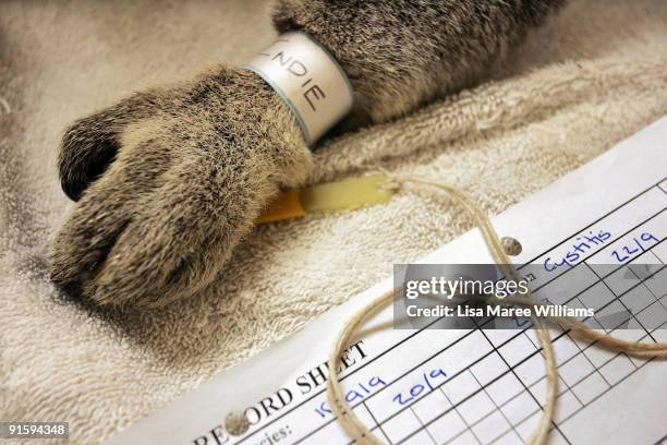 An injured koala receives treatment at The Australian Wildlife Hospital, the largest wildlife hospital in the world, on September 18, 2008 in Beerwah...