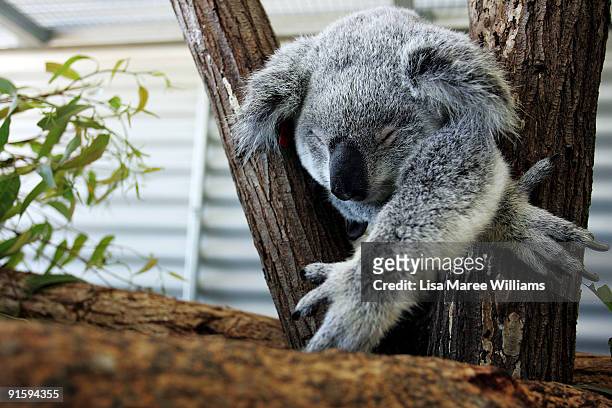 Koala rests in the rehabillitation ward at The Australian Wildlife Hospital, the largest wildlife hospital in the world, on September 19, 2008 in...