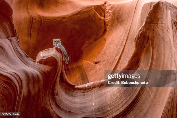 great horned owl, owl canyon, arizona - animal wildlife stock pictures, royalty-free photos & images