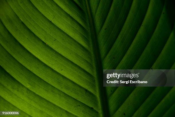 macro view of a leaf of banana tree - banana tree stockfoto's en -beelden