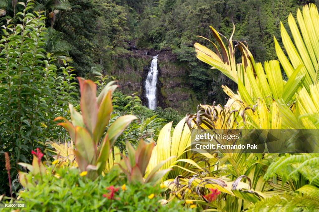 Akaka Falls State Park Big Island of Hawaii - Landscape and Greenery