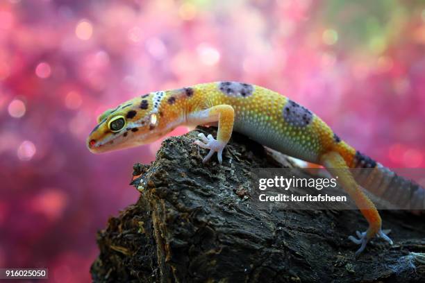 close-up of a leopard gecko on a rock - gecko leopard stock pictures, royalty-free photos & images