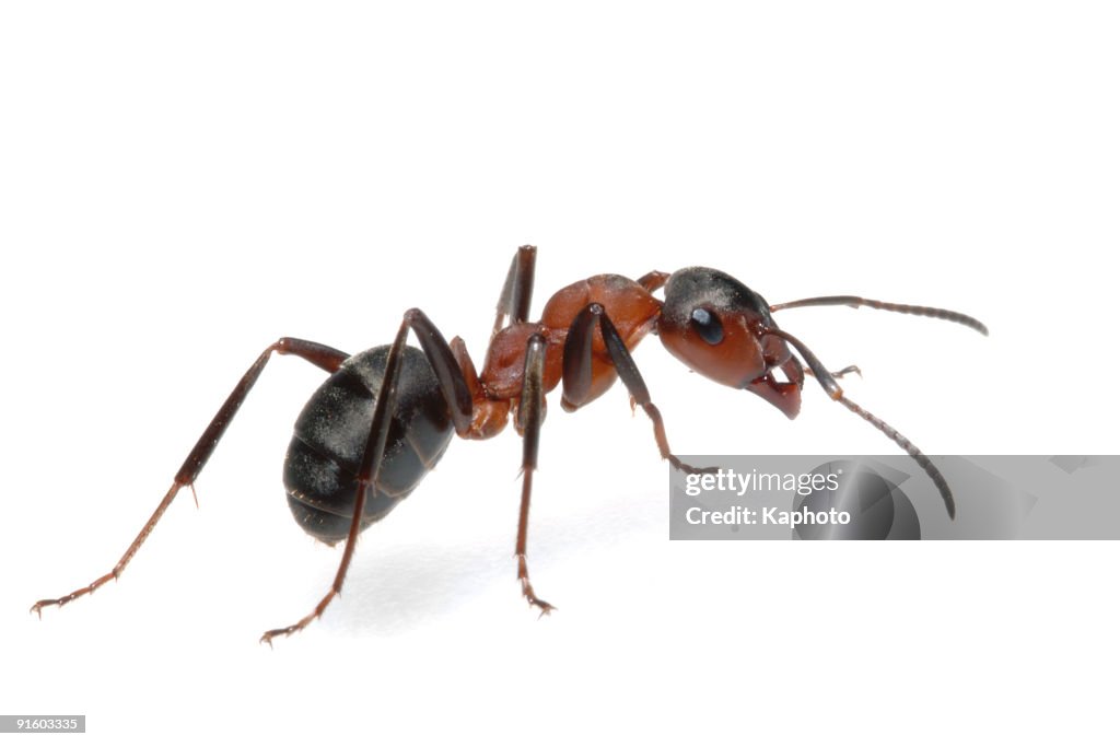 Ant