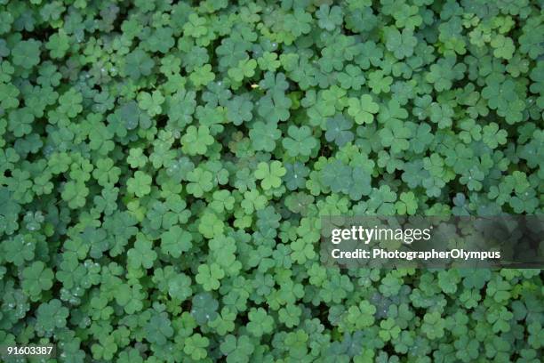 trébol de fondo - clover fotografías e imágenes de stock