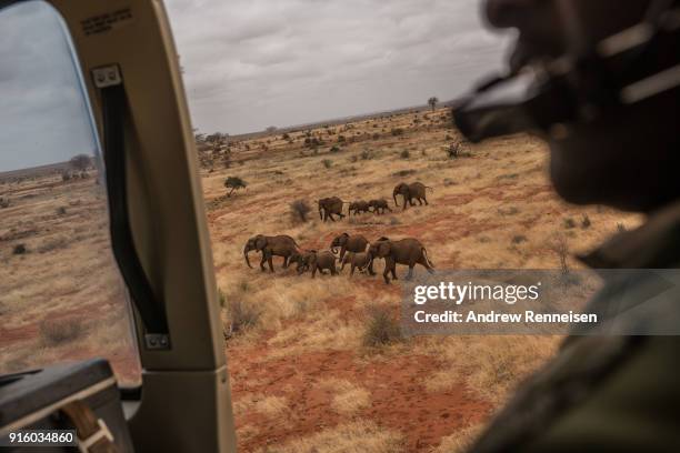 Herd of elephants are seen from a Kenya Wildlife Service helicopter during an elephant collaring operation on February 3, 2018 in Tsavo East National...