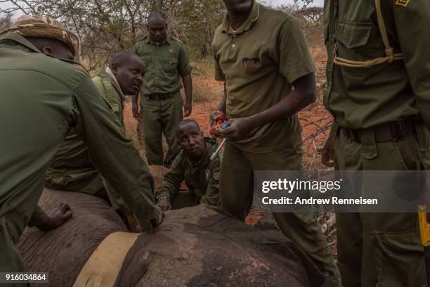 An elephant collaring team works to get a collar around Salama, a female African Savannah elephant, after she was tranquilized during an elephant...