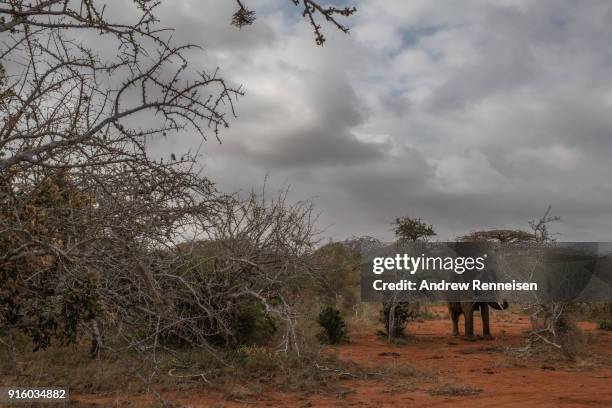 Salama, a female African Savannah elephant, wakes from sedation after being collared during an elephant collaring operation on February 2, 2018 in an...