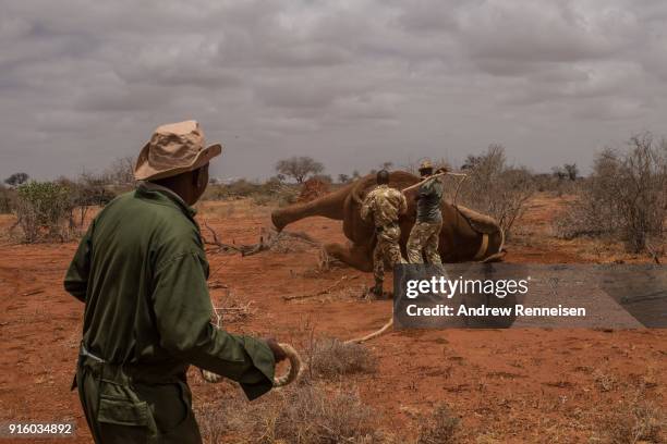 Kenya Wildlife Service rangers prepare a rope to help Sobo, a male African Savannah Elephant, after he was not able to stand up on his own after...