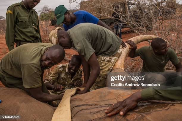 Members of an elephant collaring team work on fitting a collar on Sobo, a male African Savannah Elephant, during an elephant collaring operation on...