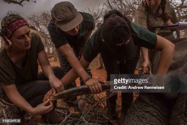 Members of an elephant collaring team from Save The Elephants measure the tusks of Salama, a female African Savannah elephant, after she was...