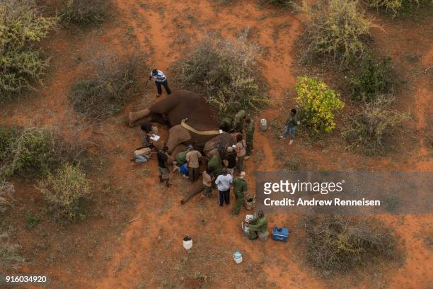 Manolo, a male African Savannah elephant, is collared after he was tranquilized during an elephant collaring operation on February 1, 2018 in the the...