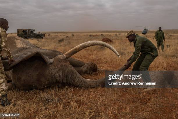 Kenya Wildlife Service ranger moves the trunk of Wide Satao, a male African Savannah Elephant, during an elephant collaring operation on February 3,...