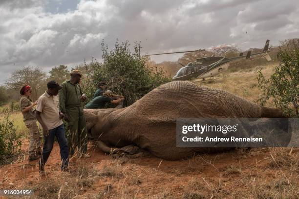 Rob, a male African Savannah elephant, is surrounded by the collaring team after being sedated during an elephant collaring operation on February 2,...