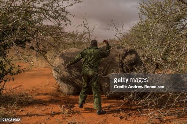 Ranger from the Kenya Wildlife Service calls for help after Salama, a female African Savannah elephant, needed to be pushed on her side after being...
