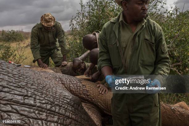 Members of an elephant collaring team work to get a collar around Rob, a male African Savannah, elephant after he was sedated during an elephant...