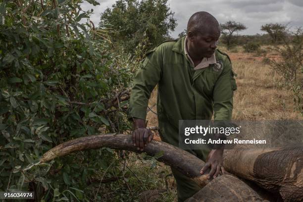 Kenya Wildlife Service veterinarian Dr. Jeremiah Poghon leans on the tusk of Rob, a male African Savannah, elephant after he was sedated during an...