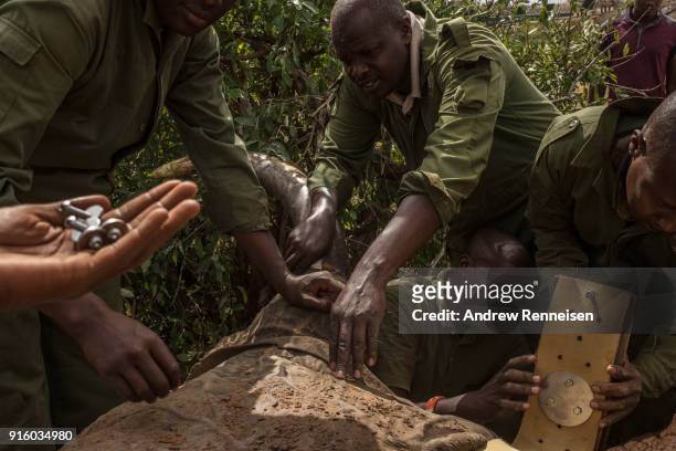 Members of an elephant collaring team work to get a collar around Rob, a male African Savannah, elephant after he was sedated during an elephant...