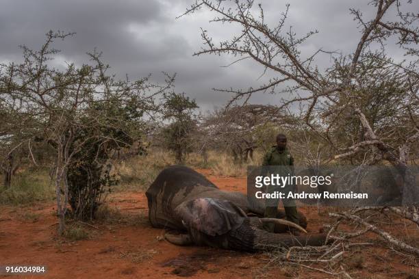 Ranger from the Kenya Wildlife Service waits after injecting an anti-serum into the ear of Salama, a female African Savannah elephant, to wake her...