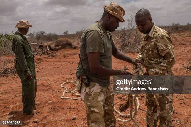 Kenya Wildlife Service rangers prepare a rope to help Sobo, a male African Savannah Elephant, after he was not able to stand up on his own after...