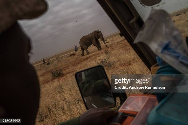 Kenya Wildlife Service veterinarian watches Wide Satao, a male African Savannah Elephant, during an elephant collaring operation on February 3, 2018...