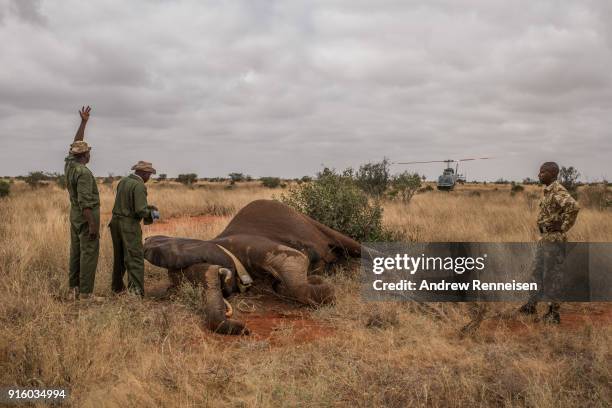 Kenya Wildlife Service rangers prepare to inject Dakota, a female African Savannah Elephant, with an anti-serum to wake her from sedation during an...