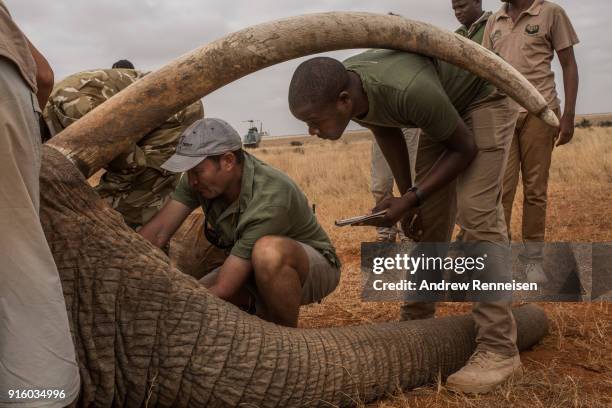 Members of an elephant collaring team from the Tsavo Trust take measurements of Wide Satao, a male African Savannah Elephant, during an elephant...