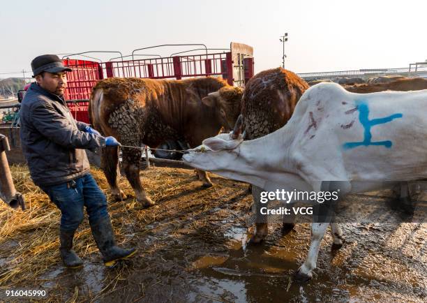 Customers purchase cattles at a livestock market on February 8, 2018 in Jinhua, China. Chinese People are preparing for the upcoming Chinese Lunar...