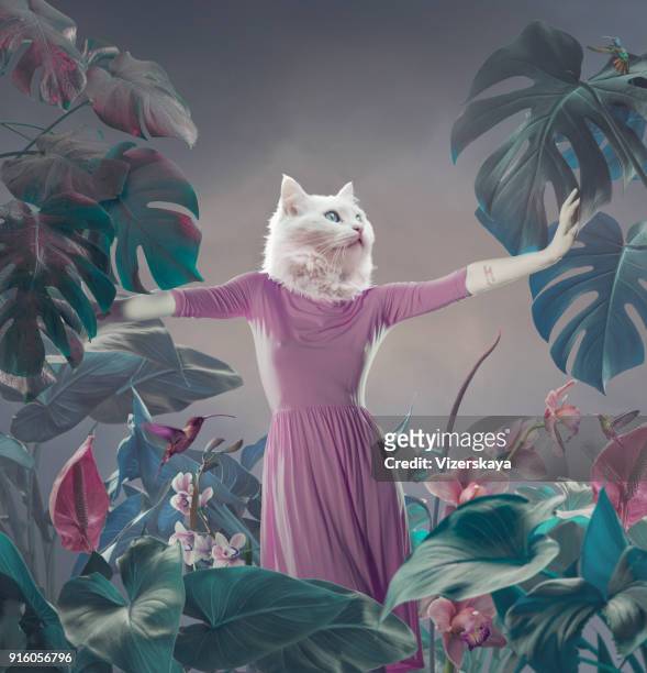 retrato surreal de gato branco - tropical bird - fotografias e filmes do acervo