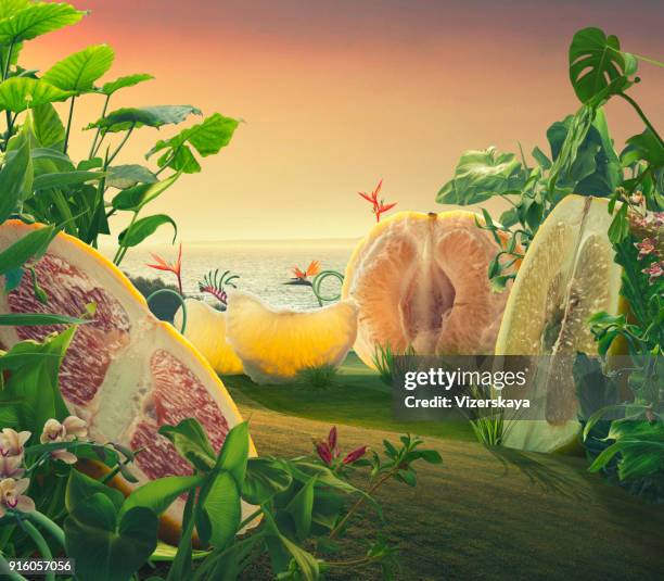 surreale riesen grapefruit auf einem feld - surreal stock-fotos und bilder