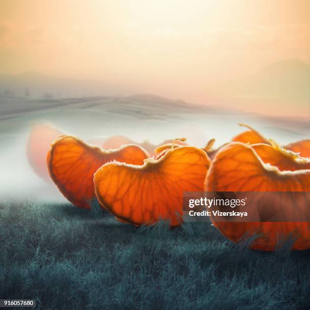 surreal giant tangerine segments in foggy field - big mandarin stock pictures, royalty-free photos & images