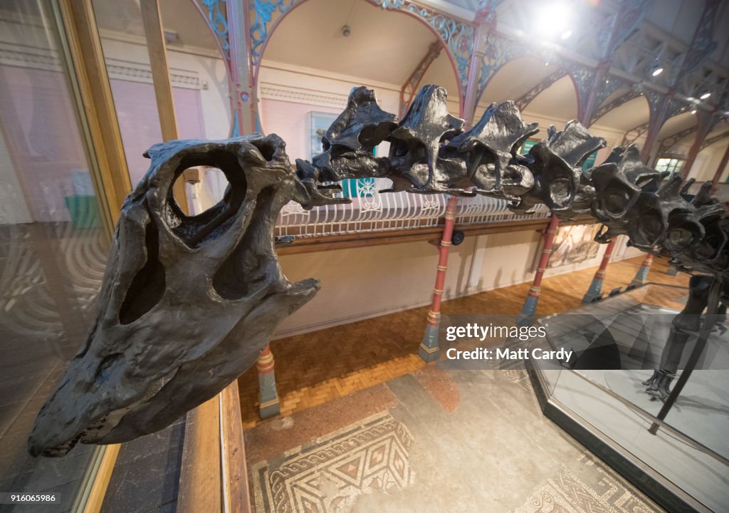 Dippy The Diplodocus Arrives At Dorset County Museum