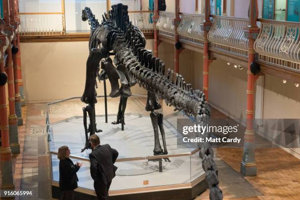 Dippy the dinosaur, a diplodocus skeleton on loan from the Natural History Museum is unveiled at Dorset County Museum on the first stage of an...