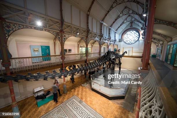 Dippy the dinosaur, a diplodocus skeleton on loan from the Natural History Museum is unveiled at Dorset County Museum on the first stage of an...