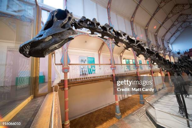 Dippy the dinosaur, a diplodocus skeleton on loan from the Natural History Museum is unveiled at Dorset County Museum on the first stage of an...