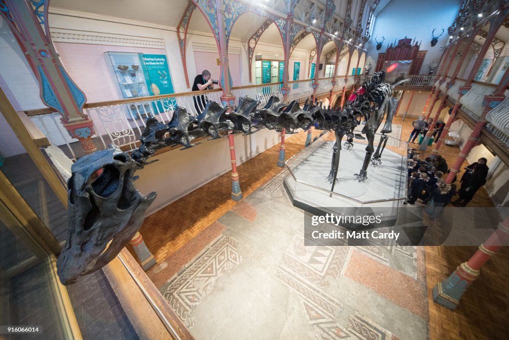Dippy The Diplodocus Arrives At Dorset County Museum