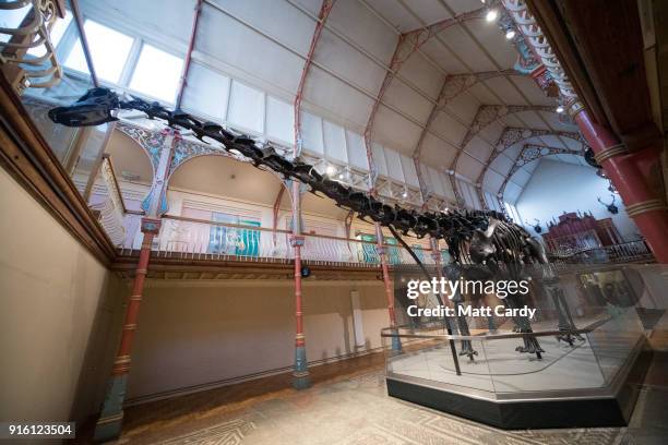 Dippy the dinosaur, a diplodocus skeleton on loan from the Natural History Museum is unveiled at Dorset County Museum on the first stage of an...