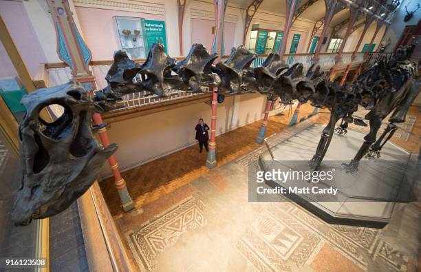 Dippy the dinosaur, a diplodocus skeleton on loan from the Natural History Museum is unveiled at Dorset County Museum on the first stage of an...