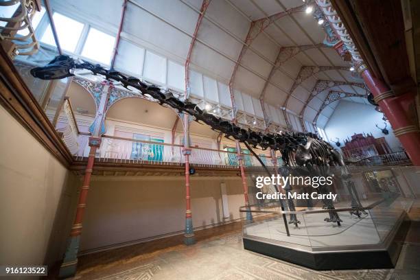 Dippy the dinosaur, a diplodocus skeleton on loan from the Natural History Museum is unveiled at Dorset County Museum on the first stage of an...