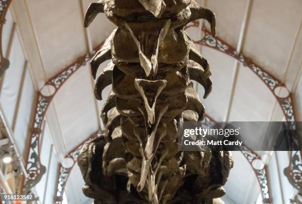 Detail view of Dippy the dinosaur, a diplodocus skeleton on loan from the Natural History Museum as it is unveiled at Dorset County Museum on the...