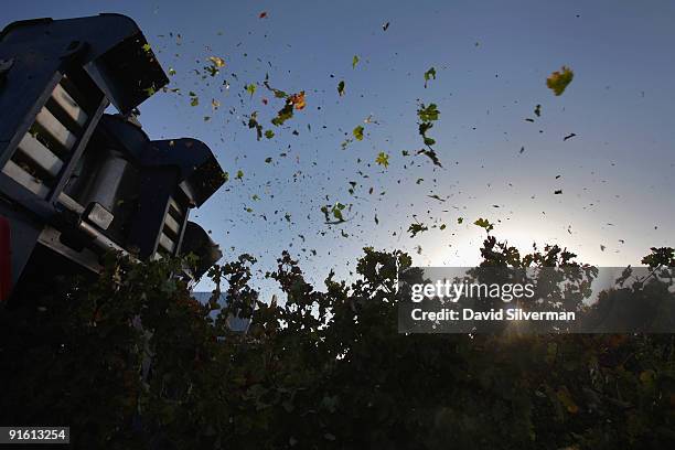 Vine leaves fly through the air as Cabernet Sauvignon grapes are mechanically harvested for the Dalton winery October 4, 2009 in Meron, northern...