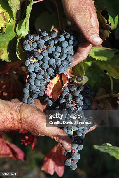 Israeli farmer Avraham Friedman inspects the Merlot grapes he grew for the Dalton winery on October 7, 2009 in Kerem Ben Zimra, northern Galilee, in...