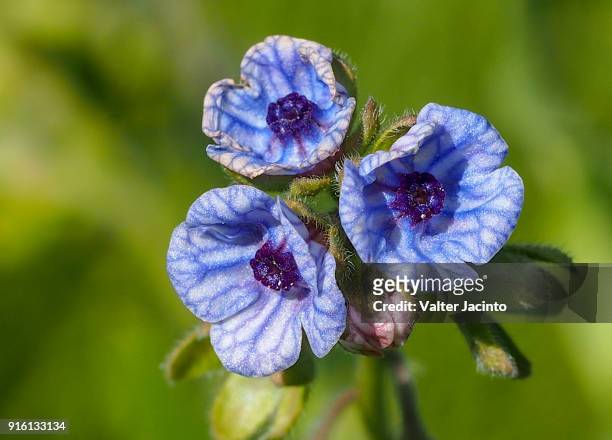 blue hound's tongue (cynoglossum creticum) - cynoglossum stock pictures, royalty-free photos & images