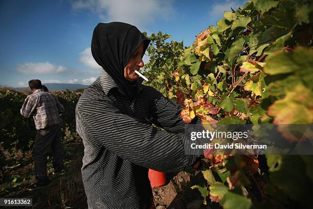 An Arab worker picks Merlot grapes during the harvest for the Dalton winery on October 7, 2009 in Kerem Ben Zimra, northern Galilee, in Israel....