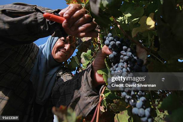 An Arab worker picks Merlot grapes during the harvest for the Dalton winery on October 7, 2009 in Kerem Ben Zimra, northern Galilee, in Israel....