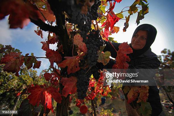 An Arab worker picks Merlot grapes during the harvest for the Dalton winery on October 7, 2009 in Kerem Ben Zimra, northern Galilee, in Israel....